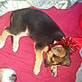 Sacha a rejoint le concours — aidez-le/la à gagner de superbes lots ! puppy, dog, tinsel, blanket, resting, sleeping, red, brown, black, tan, paw, fur, indoors, companion, cozy, cute, animal, pet, friendship, soft