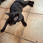 Félix a rejoint le concours — aidez-le/la à gagner de superbes lots ! black_cat, cat, animal, pet, indoor, floor, tile_floor, relaxed, lying_down, white_paws, curious, whiskers, tail, ears, fur, domestic_cat, feline, resting, looking_away, close_up