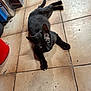 Félix a rejoint le concours — aidez-le/la à gagner de superbes lots ! black_cat, cat, pet, animal, floor, tile_floor, green_eyes, indoor, relaxed, lying_down, claw, whiskers, ears, tail, container, corner, red_object, shadow, fur, clutter