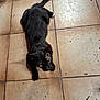 Félix a rejoint le concours — aidez-le/la à gagner de superbes lots ! black_cat, cat, animal, pet, floor, tile_floor, green_eyes, tail, white_tip, indoor, resting, feline, looking, whiskers, ears, shadow, dirty_floor, close_up, domestic_cat, lying_down
