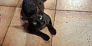 Félix participe au concours pour gagner de l'argent avec cette photo : cat, black_cat, green_eyes, floor, tile_floor, indoor, animal, pet, feline, curious, looking_up, whiskers, ears, tail, paws, resting, close_up, domestic_cat, mammal, cute