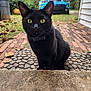 Beep Beep is registered to the contest to win money with this photo: black_cat, cat, yellow_eyes, pet, animal, outdoor, grass, car, blue_car, brick_path, mat, curious, sitting, sidewalk, house_wall, nature, daylight, closeup, domestic_cat, whiskers