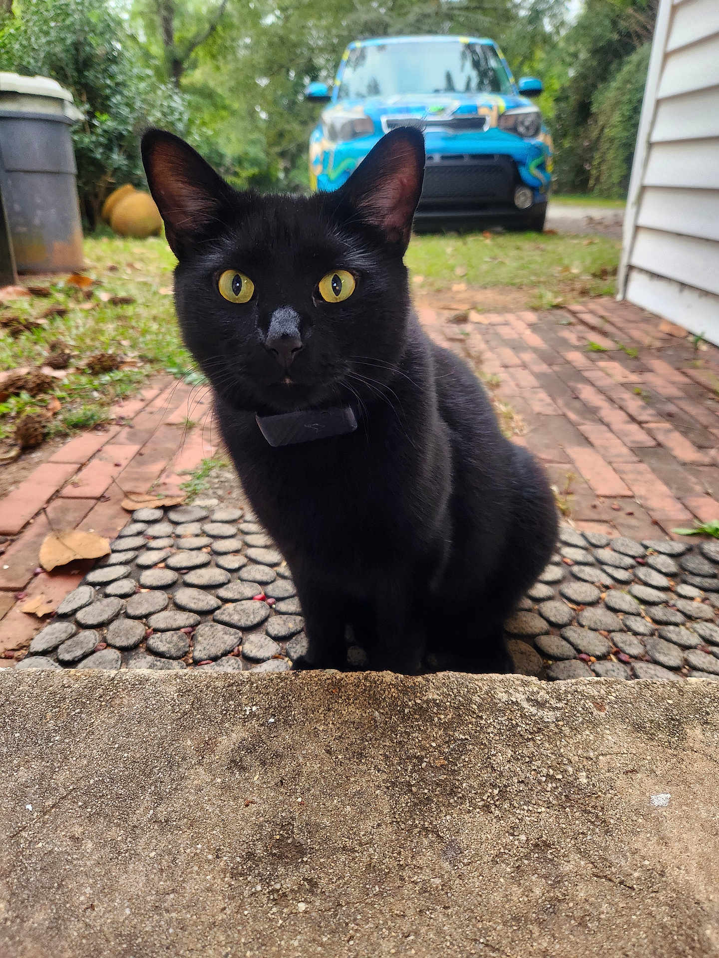 Beep Beep is registered to the contest to win money with this photo: black_cat, cat, yellow_eyes, pet, animal, outdoor, grass, car, blue_car, brick_path, mat, curious, sitting, sidewalk, house_wall, nature, daylight, closeup, domestic_cat, whiskers