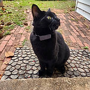 Beep Beep is registered to the contest to win money with this photo: black_cat, cat, collar, outdoor, grass, car, blue_car, driveway, stone_mat, brick_path, curious, pet, animal, side_view, yard, house_siding, nature, daylight, domestic_cat, sitting