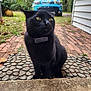 Beep Beep joined the competition — help win amazing prizes! black_cat, cat, outdoor, grass, car, blue_car, brick_path, pebble_mat, house, greenery, collar, pet, animal, fur, whiskers, nature, sidewalk, yard, surprised_expression, domestic_cat