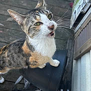 Peaches joined the competition — help win amazing prizes! cat, calico, animal, outdoor, wooden_deck, pot, container, feline, pet, whiskers, curious, looking_up, mouth_open, ears_up, green_eyes, fur_pattern, closeup, daylight, sidewalk, background