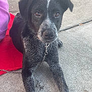 Rozie is registered to the contest to win money with this photo: dog, black_and_white, leash, concrete, outdoor, pet, canine, animal, lying_down, close_up, fur, paw, collar, red_cloth, person_partial, grass, sidewalk, daylight, looking_at_camera, ears