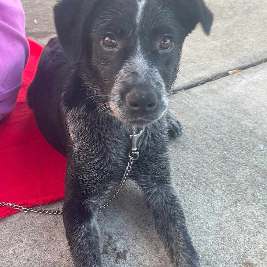 Rozie is registered to the contest to win money with this photo: animal, black_and_white, canine, close_up, collar, concrete, daylight, dog, ears, fur, grass, leash, looking_at_camera, lying_down, outdoor, paw, person_partial, pet, red_cloth, sidewalk