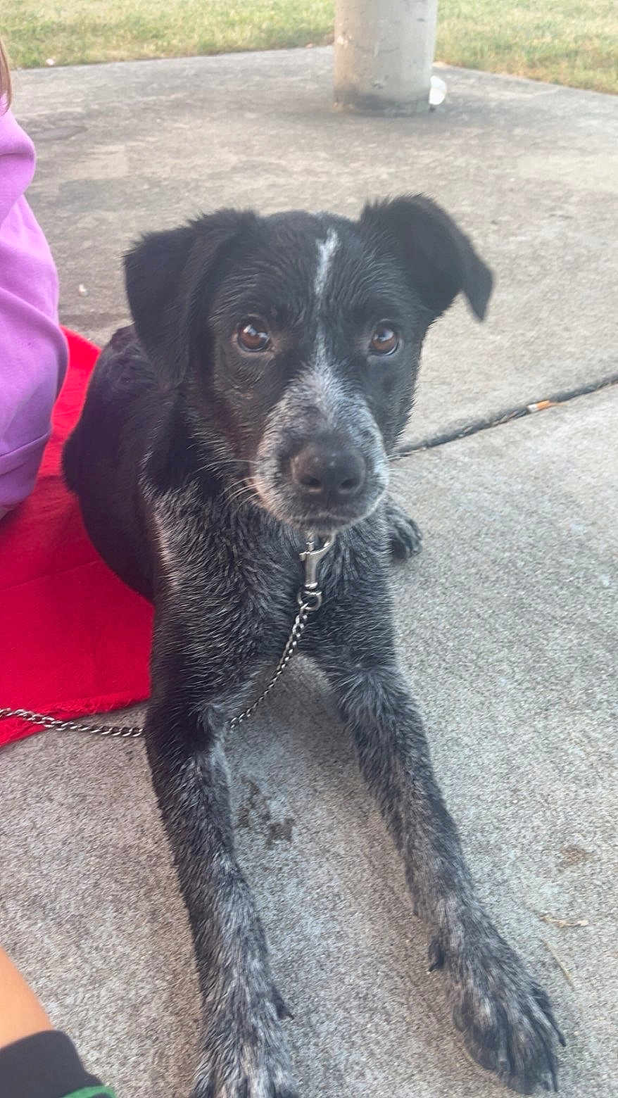Rozie is registered to the contest to win money with this photo: dog, black_and_white, leash, concrete, outdoor, pet, canine, animal, lying_down, close_up, fur, paw, collar, red_cloth, person_partial, grass, sidewalk, daylight, looking_at_camera, ears
