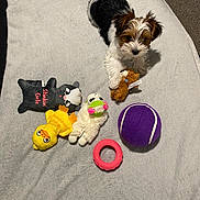 Nakitah joined the competition — help win amazing prizes! dog, puppy, bed, blanket, toys, plush_toy, tennis_ball, purple_ball, pink_ring, stuffed_animal, small_dog, white_blanket, black_and_brown_fur, cute, playtime, indoor, carpet, looking_up, paw, fur