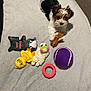dog, puppy, bed, blanket, toys, plush_toy, tennis_ball, purple_ball, pink_ring, stuffed_animal, small_dog, white_blanket, black_and_brown_fur, cute, playtime, indoor, carpet, looking_up, paw, fur