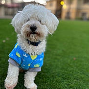 Peluche joined the competition — help win amazing prizes! animal, blue_sweater, canine, collar, curious, cute, daylight, dog, domestic_animal, fluffy, fur, grass, green_lawn, nature, outdoor, pet, portrait, small_dog, standing, white_dog