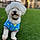 Peluche