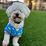 animal, blue_sweater, canine, collar, curious, cute, daylight, dog, domestic_animal, fluffy, fur, grass, green_lawn, nature, outdoor, pet, portrait, small_dog, standing, white_dog