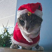 Mya joined the competition — help win amazing prizes! animal, bell, cat, celebration, christmas, costume, curious, cute, decorations, feline, festive, holiday, holiday_season, indoor, pet, portrait, red, santa_hat, tree, white
