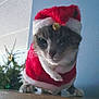 animal, bell, cat, celebration, christmas, costume, curious, cute, decorations, feline, festive, holiday, holiday_season, indoor, pet, portrait, red, santa_hat, tree, white