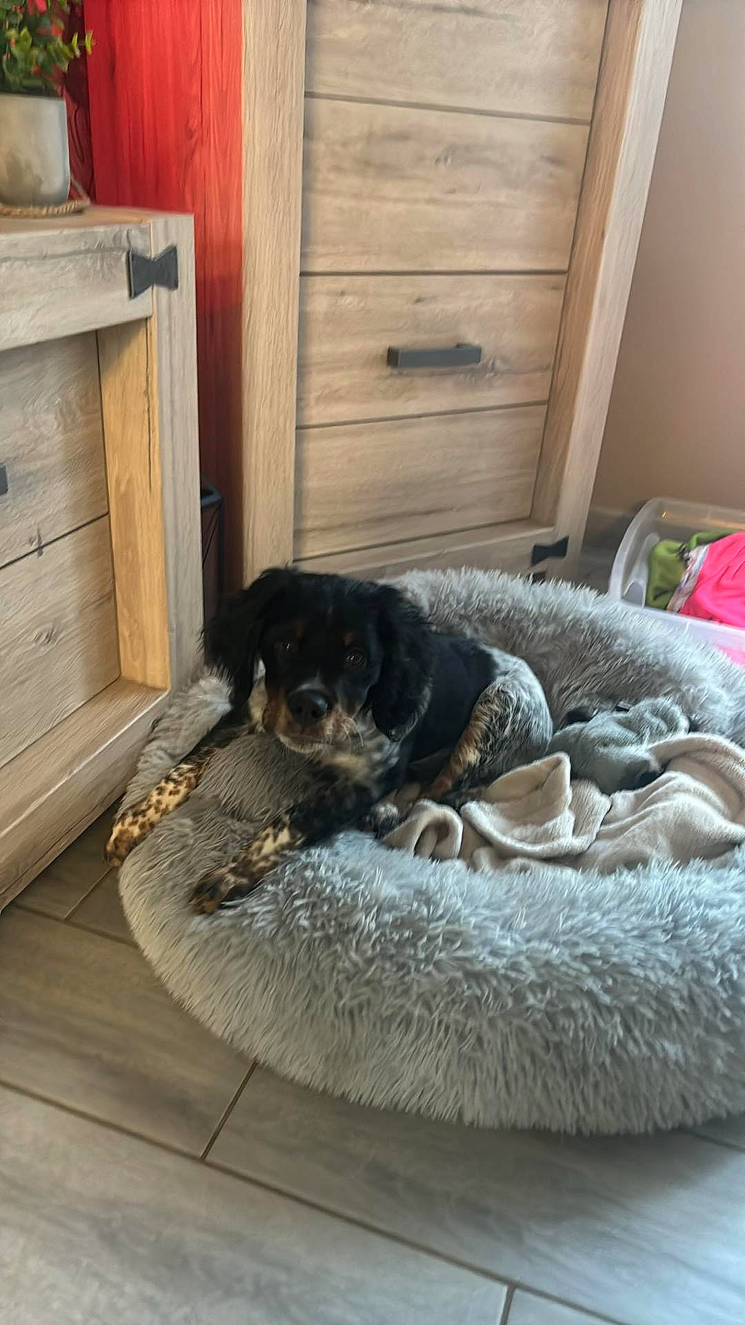 Roucky participe au concours pour gagner de l'argent avec cette photo : cabinetry, carnivore, comfort, companion_dog, dog, dog_breed, dog_supply, door, drawer, floor, flooring, fur, hardwood, pet_supply, plank, room, studio_couch, wood, wood_stain, working_animal