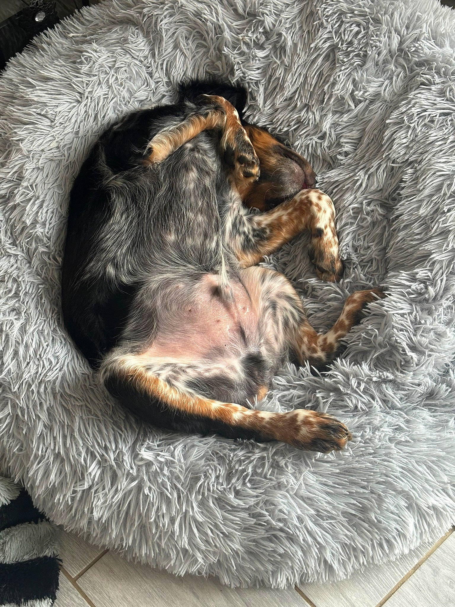 Roucky a rejoint le concours — aidez-le/la à gagner de superbes lots ! carnivore, claw, comfort, dog_breed, foot, fur, human_leg, liver, natural_material, paw, primate, sporting_group, terrestrial_animal, toe, whiskers, wildlife, wood, working_animal, wrinkle