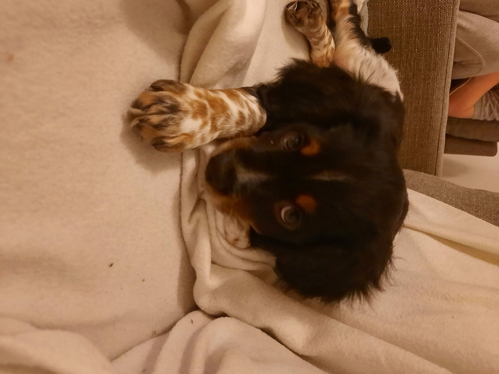 Roucky participe au concours pour gagner de l'argent avec cette photo : black_cat, carnivore, cat, claw, comfort, companion_dog, dog_breed, ear, fawn, felidae, fur, gesture, hardwood, liver, mammal, nap, small_to_medium_sized_cats, sporting_group, tail, whiskers