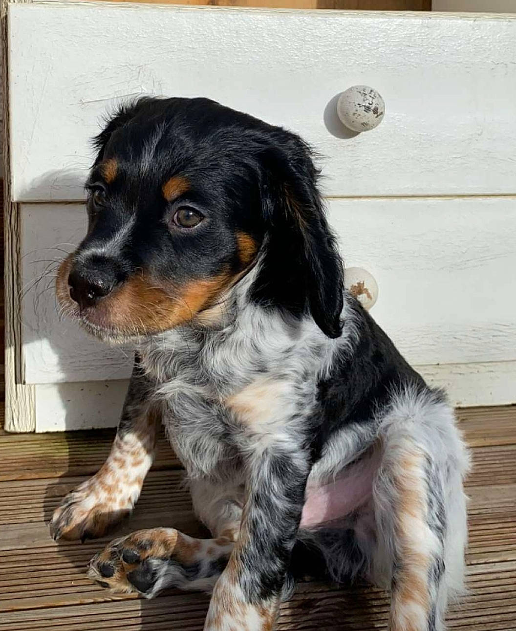 Roucky participe au concours pour gagner de l'argent avec cette photo : biting, canidae, carnivore, companion_dog, dog, dog_breed, english_setter, fur, king_charles_spaniel, snout, spaniel, sporting_group, terrestrial_animal, working_animal, working_dog