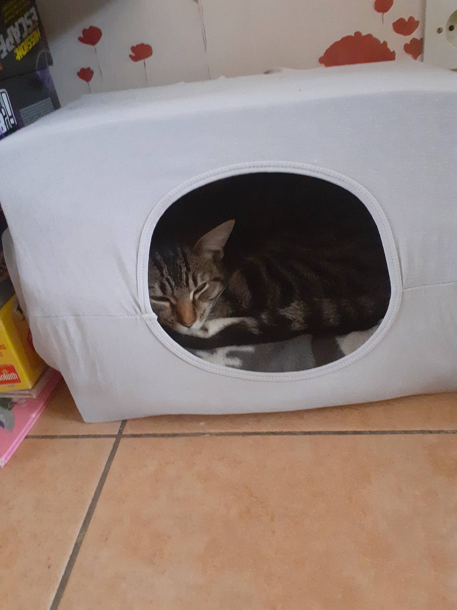 Nala participe au concours pour gagner de l'argent avec cette photo : cat, cat_supply, clothes_dryer, felidae, home_appliance, major_appliance, microwave_oven, pet_supply, small_to_medium_sized_cats, washing_machine