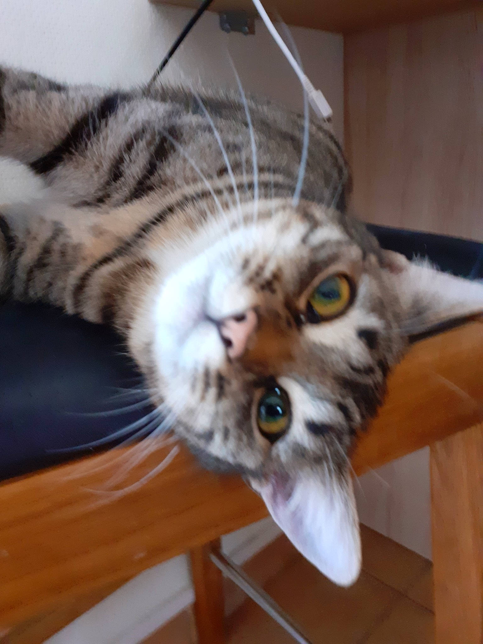 Nala participe au concours pour gagner de l'argent avec cette photo : aegean_cat, american_curl, american_shorthair, asian, australian_mist, carnivore, cat, domestic_short_haired_cat, dragon_li, egyptian_mau, european_shorthair, eye, felidae, fur, kitten, mammal, pixie_bob, small_to_medium_sized_cats, tabby_cat, whiskers