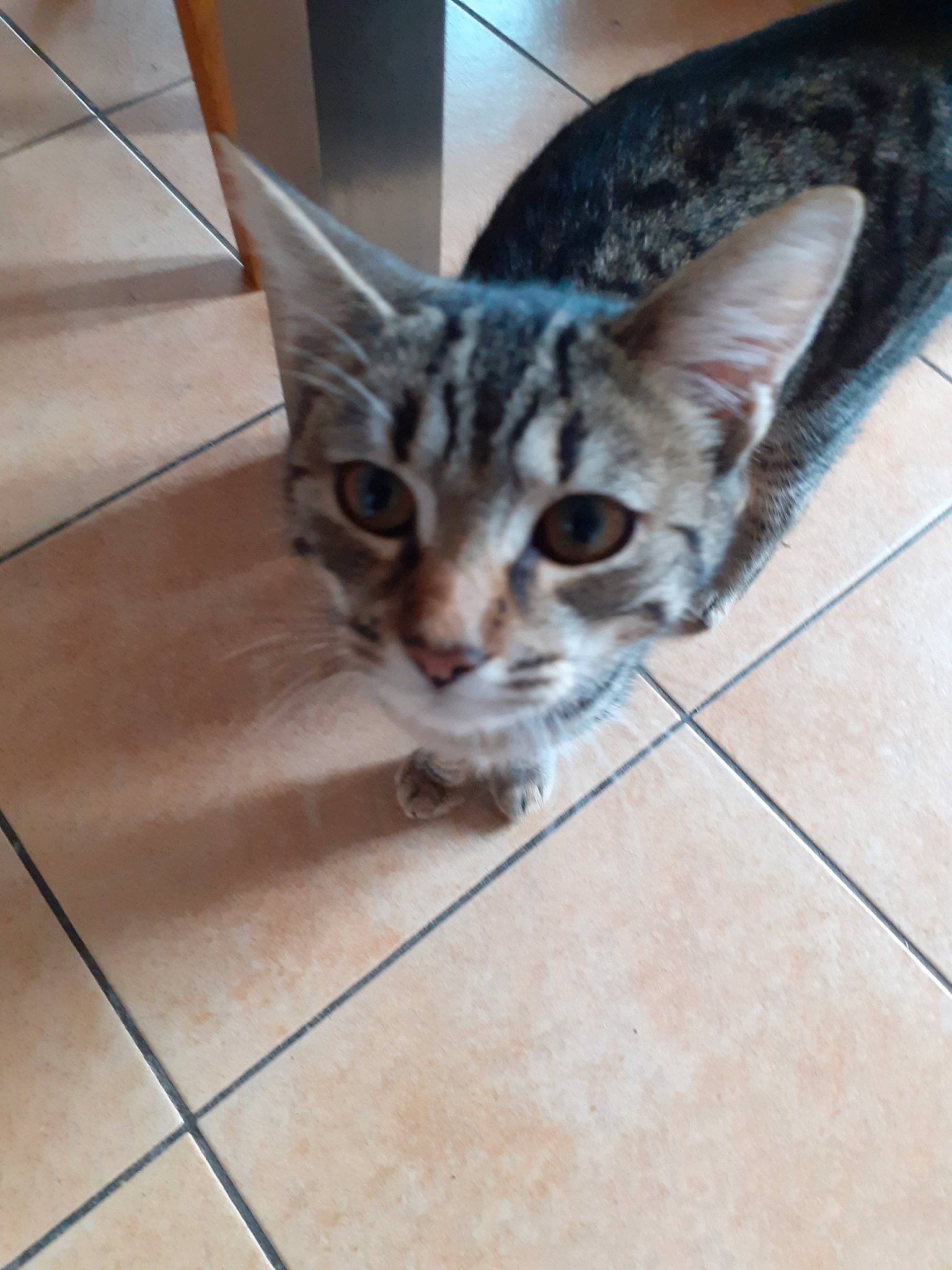 Nala participe au concours pour gagner de l'argent avec cette photo : aegean_cat, american_shorthair, asian, bengal, carnivore, cat, domestic_short_haired_cat, dragon_li, egyptian_mau, european_shorthair, felidae, kitten, mammal, ocicat, small_to_medium_sized_cats, snout, sokoke, tabby_cat, vertebrate, whiskers