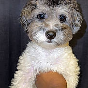 Stonii is registered to the contest to win money with this photo: puppy, dog, curly_fur, fluffy, pet, animal, close_up, portrait, cute, brown, white, fur, face, eyes, black_nose, indoor, person, hand, holding, background