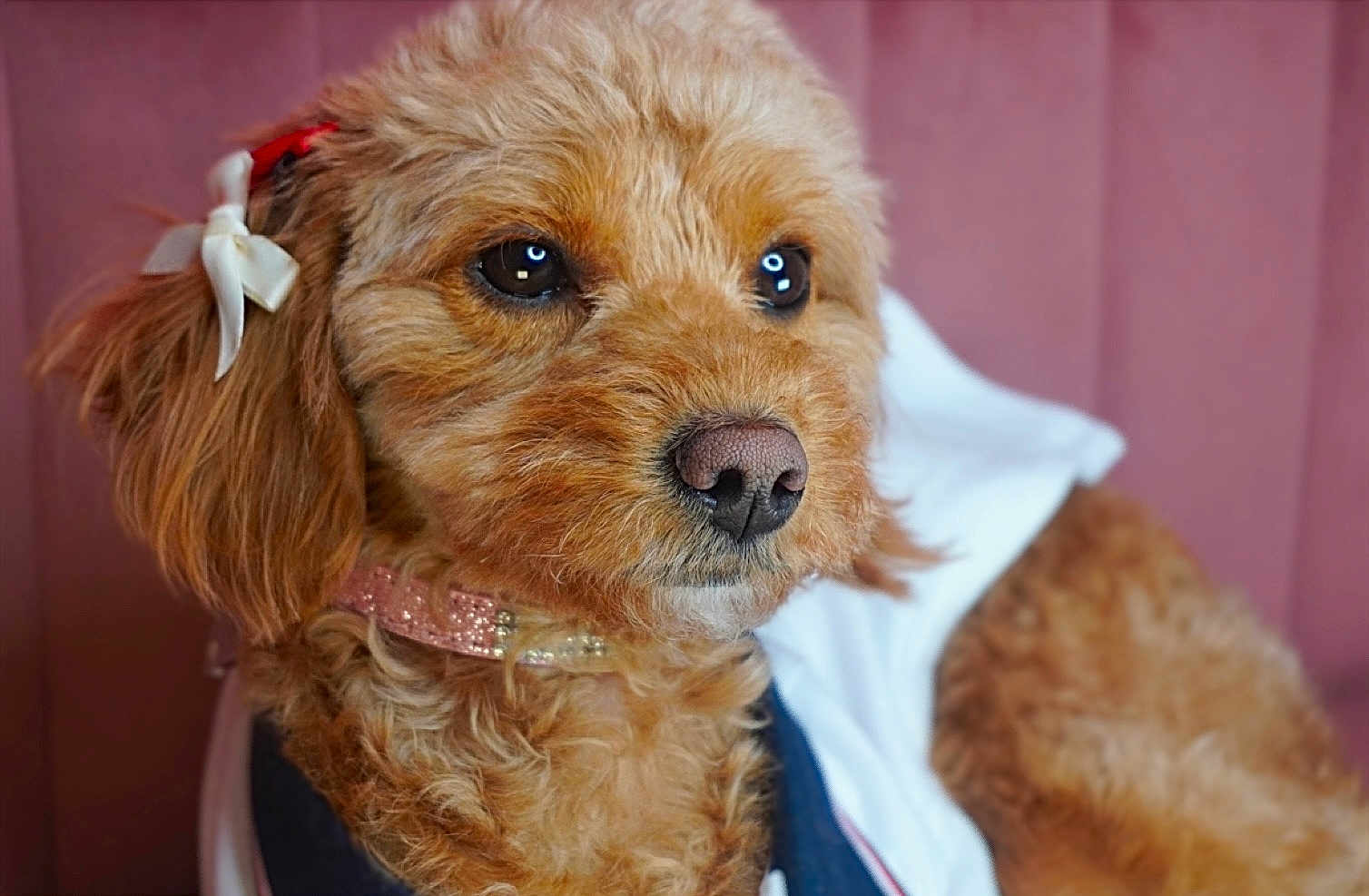 Monroe is registered to the contest to win money with this photo: dog, portrait, close_up, fluffy, brown_fur, collar, bow, pet, animal, cute, soft_focus, indoor, expression, ears, nose, eyes, fur, adorable, domestic_animal, mammal