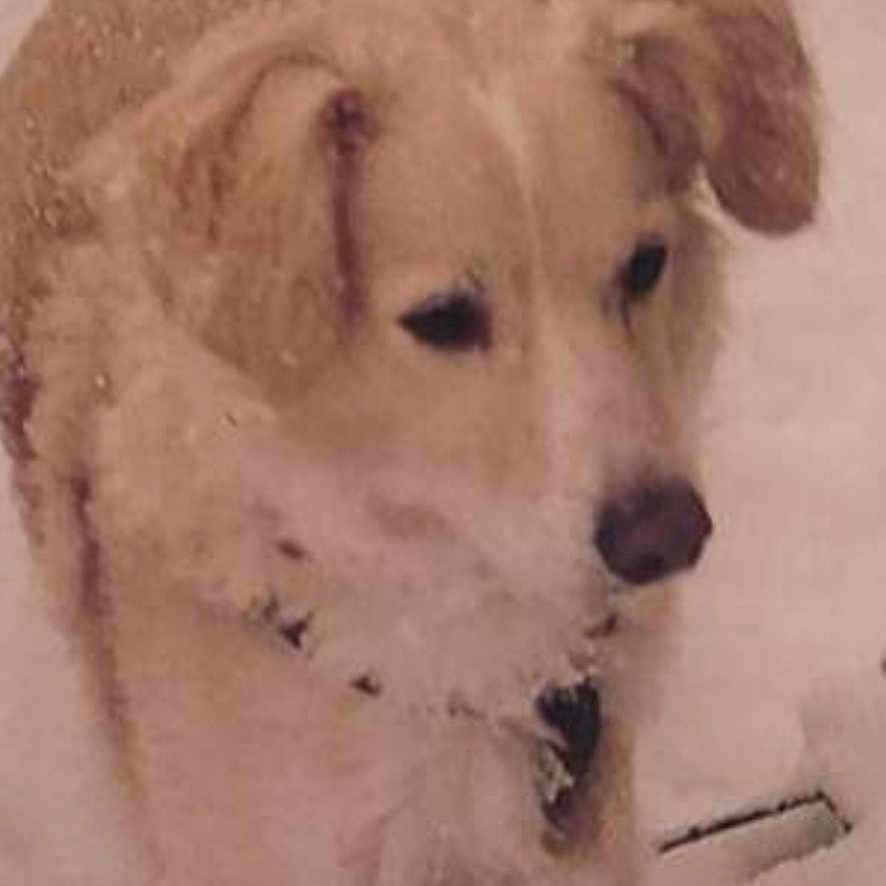 Bethoven participe au concours pour gagner de l'argent avec cette photo : animal, ball, blizzard, canine, dog, eskimodog, goldenretriever, hound, husky, labradorretriever, nature, outdoors, pet, poodle, puppy, snout, snow, sport, storm, winter