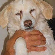 Beethoven participe au concours pour gagner de l'argent avec cette photo : animal, close_up, companion, cute, dog, domestic_animal, ears, fluffy, friendly, fur, hand, holding, indoor, mammal, paw, person, pet, portrait, snout, white_dog