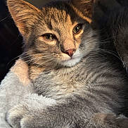 Bug joined the competition — help win amazing prizes! blanket, cat, close_up, cozy, cute, domestic_animal, eyes, fur, indoor, kitten, muzzle, paw, pet, portrait, resting, shadow, soft_texture, sunlight, tabby, whiskers