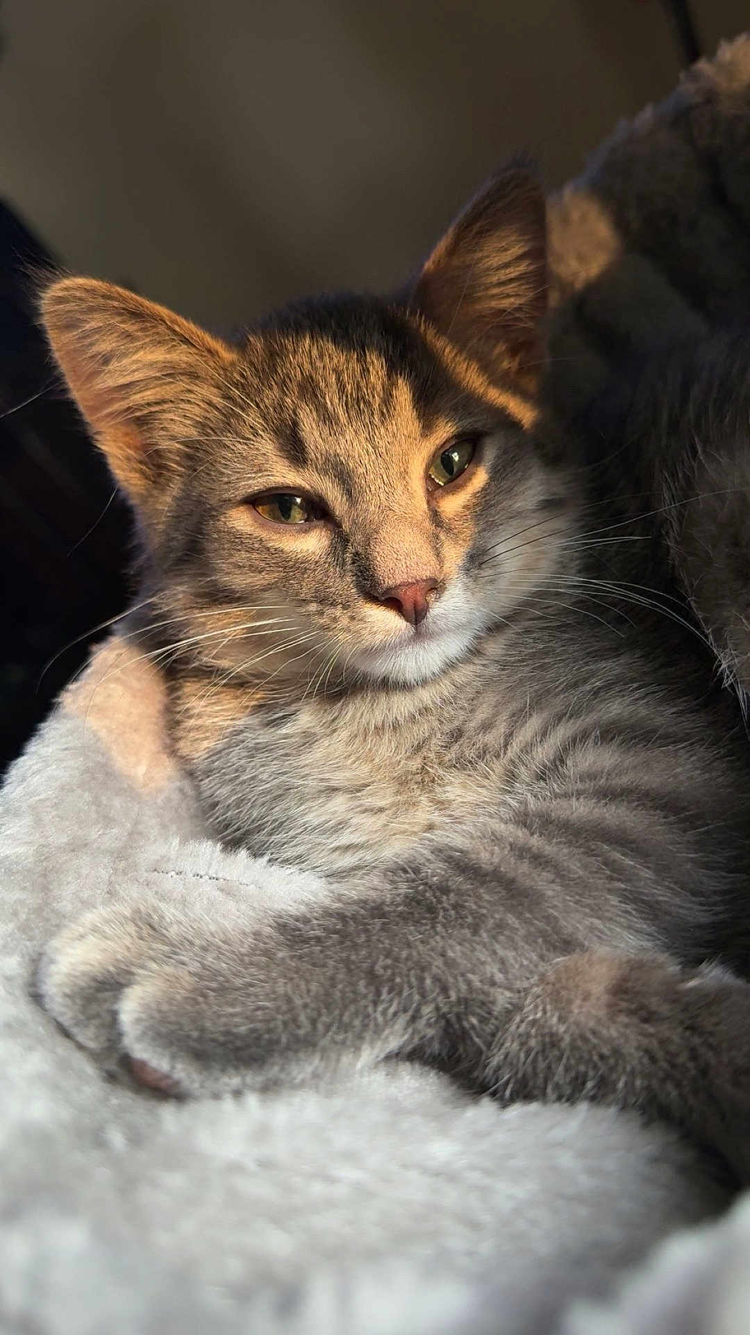 Bug joined the competition — help win amazing prizes! blanket, cat, close_up, cozy, cute, domestic_animal, eyes, fur, indoor, kitten, muzzle, paw, pet, portrait, resting, shadow, soft_texture, sunlight, tabby, whiskers