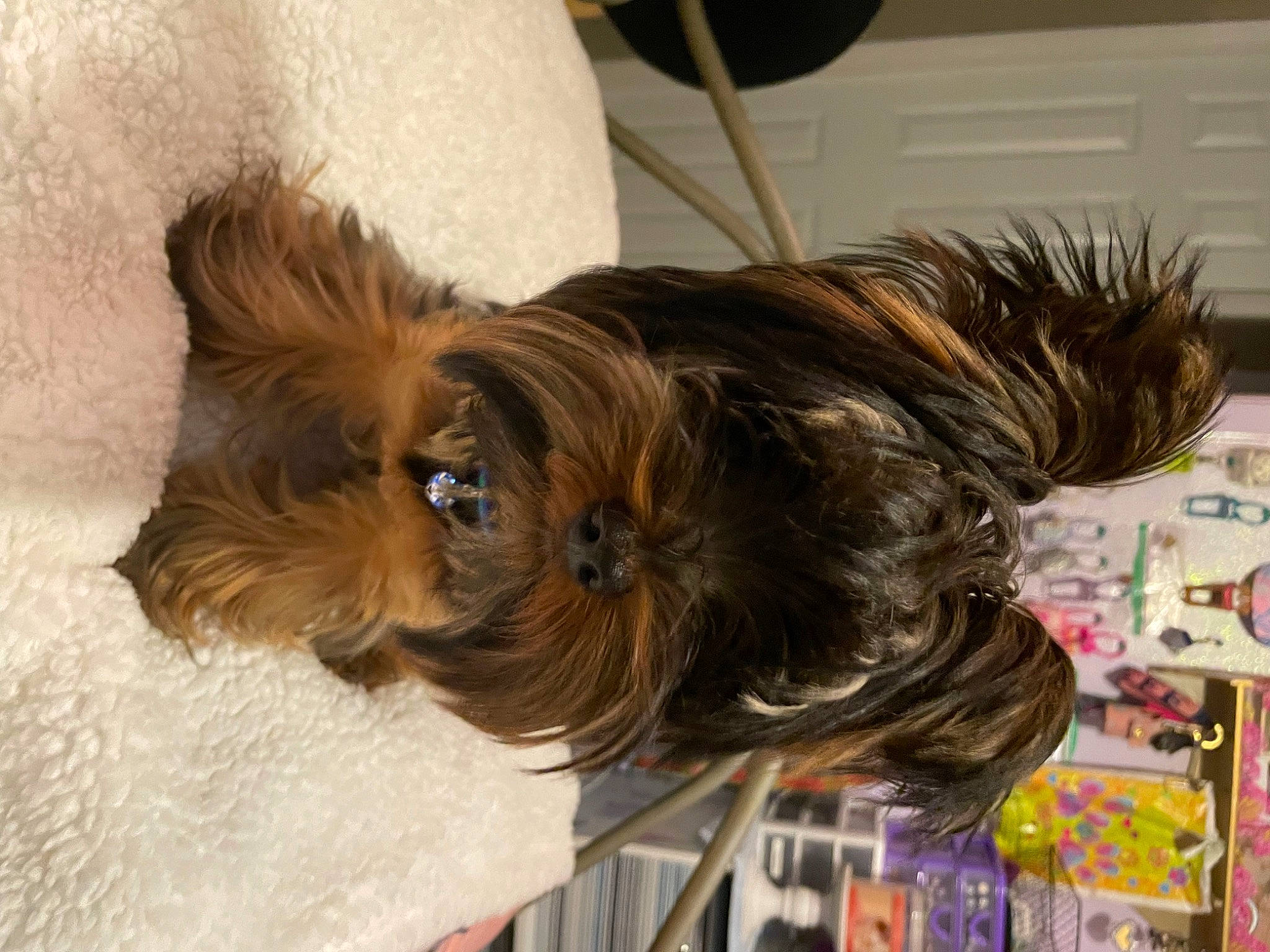 Wolfie is registered to the contest to win money with this photo: biewer_terrier, canidae, carnivore, collar, companion_dog, dog, dog_breed, dog_clothes, dog_supply, ear, fawn, fur, liver, pet_supply, small_terrier, snout, sporting_group, terrier, toy_dog, working_animal