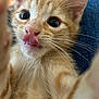 kitten, cat, orange_tabby, close_up, tongue, whiskers, curious, cute, pet, animal, feline, young, paws, indoor, playful, soft_fur, wide_eyes, closeup, domestic_cat, mammal