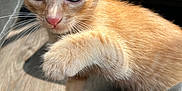 Chester Garritas is registered to the contest to win money with this photo: kitten, cat, orange_tabby, paw, close_up, curious, pet, animal, feline, whiskers, indoor, floor, young, cute, playful, fur, nose, eye, domestic_cat, small