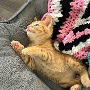 Chester Garritas joined the competition — help win amazing prizes! kitten, orange_tabby, cat, pet, sleeping_bed, crocheted_blanket, soft_texture, paw_pads, curious, feline, cute, indoor, resting, cozy, young_animal, fur, whiskers, ears, pink, relaxing