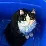 Bingo Chocolate joined the competition — help win amazing prizes! cat, black_and_white, green_eyes, feline, pet, whiskers, container, blue, indoor, curious, fluffy, sitting, animal, cute, domestic, fur, looking_up, close_up, companion, soft