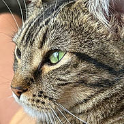 Bingo Chocolate joined the competition — help win amazing prizes! cat, tabby, close_up, green_eyes, whiskers, fur, pet, animal, face, profile, domestic_cat, mammal, feline, cute, nature, indoor, portrait, sharp_focus, soft_background, beautiful