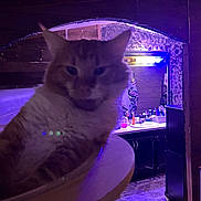 Big Foot joined the competition — help win amazing prizes! bathroom, blurry, cabinet, cat, closeup, curved_surface, domestic_cat, feline, floor, furniture, household, indoor, mirror, orange_cat, pet, purple_light, room, rug, sink, white_cat