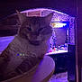 bathroom, blurry, cabinet, cat, closeup, curved_surface, domestic_cat, feline, floor, furniture, household, indoor, mirror, orange_cat, pet, purple_light, room, rug, sink, white_cat