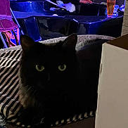 Spooky is registered to the contest to win money with this photo: bathroom, bathtub, black_cat, blue_object, box, brown_bedspread, cat, cozy, dim_lighting, feline, green_eyes, household_items, indoor, pet, pink_object, relaxing, shadow, striped_blanket, tiled_wall, toy