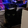 bathroom, bathtub, black_cat, blue_object, box, brown_bedspread, cat, cozy, dim_lighting, feline, green_eyes, household_items, indoor, pet, pink_object, relaxing, shadow, striped_blanket, tiled_wall, toy
