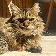 Clochette a rejoint le concours — aidez-le/la à gagner de superbes lots ! cat, tabby, fluffy_fur, indoor, sunlight, wooden_floor, furniture_legs, pet, animal, relaxed, closeup, whiskers, ears, fur_texture, domestic_cat, resting, cute, mammal, natural_light, shadow