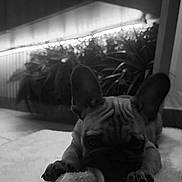 Aaron a rejoint le concours — aidez-le/la à gagner de superbes lots ! dog, french_bulldog, puppy, toy, indoor, rug, carpet, chewing, pet, animal, ears, face, paw, black_and_white, cozy, plant, home, floor, cute, relaxed