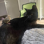 Napoléon a rejoint le concours — aidez-le/la à gagner de superbes lots ! animal_friendship, bird, black_cat, blanket, closeup, companion, cozy, curious, domestic_animal, fur, furniture, green_chair, indoor, pet, radiator, relaxed, resting, small_bird, soft_texture, whiskers