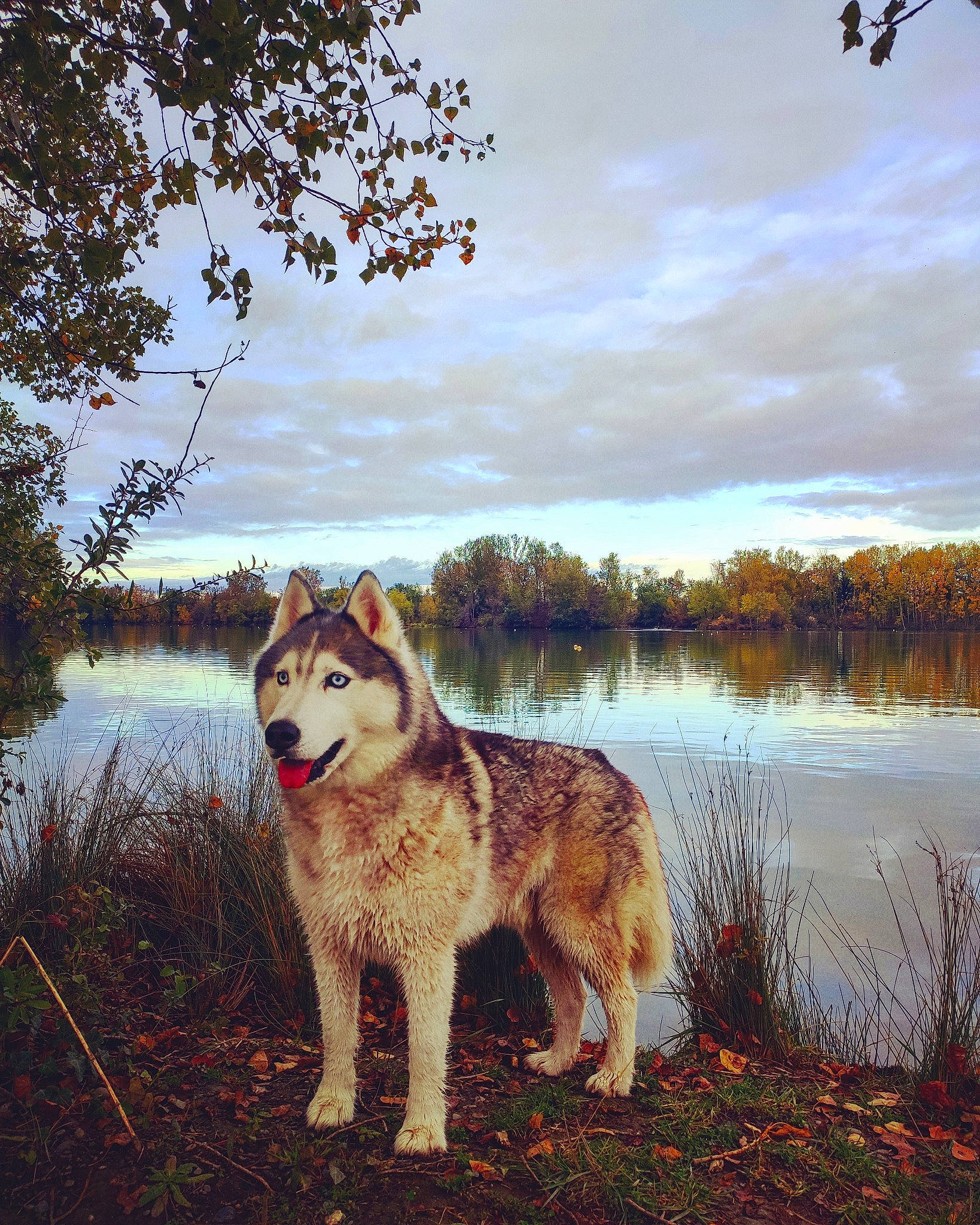 Kiba participe au concours pour gagner de l'argent avec cette photo : alaskan_malamute, atmospheric_phenomenon, autumn, canidae, canis, carnivore, czechoslovakian_wolfdog, dog, dog_breed, mammal, northern_inuit_dog, saarloos_wolfdog, seppala_siberian_sleddog, siberian_husky, sky, tree, vertebrate, wildlife, wolfdog, working_dog
