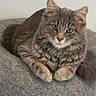cat, gray_cat, tabby, fluffy, pet, animal, feline, resting, cushion, indoor, cute, whiskers, ears, paws, fur, relaxed, looking_at_camera, domestic_animal, portrait, cozy