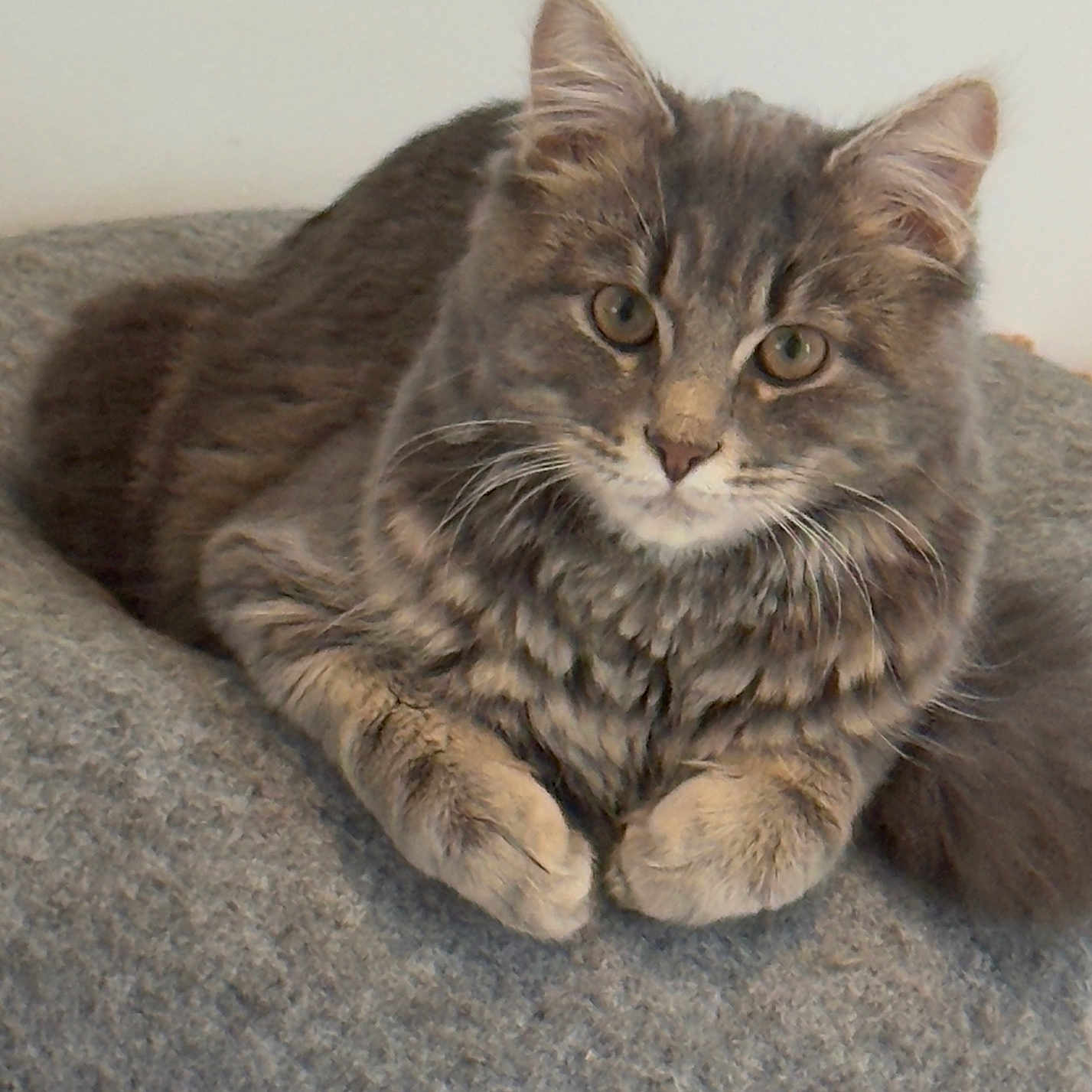 Milo a rejoint le concours — aidez-le/la à gagner de superbes lots ! cat, gray_cat, tabby, fluffy, pet, animal, feline, resting, cushion, indoor, cute, whiskers, ears, paws, fur, relaxed, looking_at_camera, domestic_animal, portrait, cozy