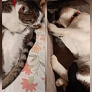 Isis Et Minie participe au concours pour gagner de l'argent avec cette photo : cat, sleeping, resting, indoor, pet, feline, cozy, floral_pattern, blanket, collar, fur, whiskers, paw, relaxation, cute, domestic_animal, two_cats, quiet, comfort, nap